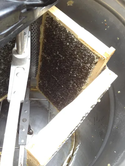 A honeycomb frame loaded inside a stainless steel honey extractor