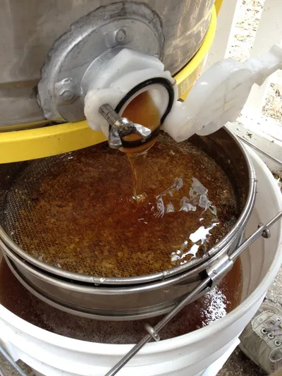 Honey draining from the extractor tap through a sieve into a bucket