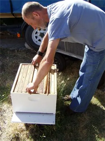 Marcin leaning into an open hive box to lift out the frames
